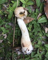 Boletellus ananas image