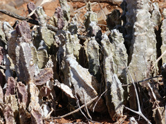 Ceropegia burchardii image