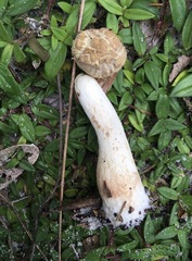 Boletellus ananas image