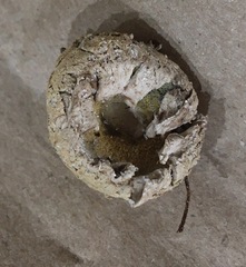 Boletellus ananas image