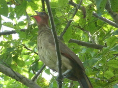 Ortalis erythroptera