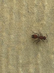 Dasymutilla creon