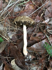 Boletellus ananas image