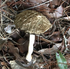 Boletellus ananas image