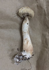 Boletellus ananas image