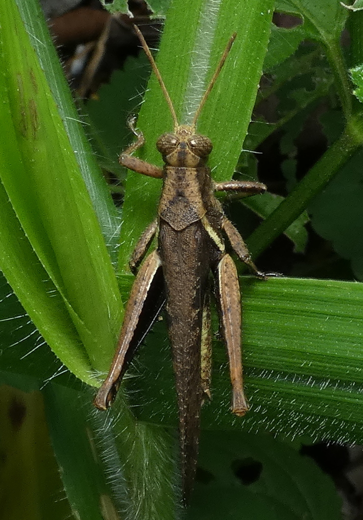 Abracris flavolineata