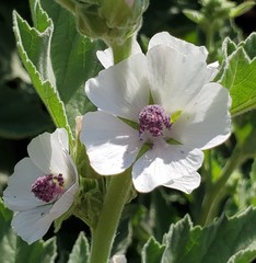 Althaea