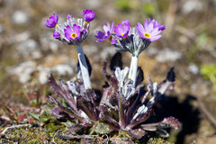 Primula stricta