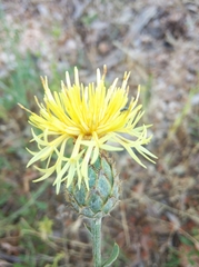 Centaurea collina
