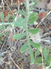 Centaurea collina