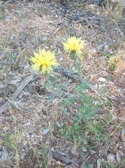 Centaurea collina