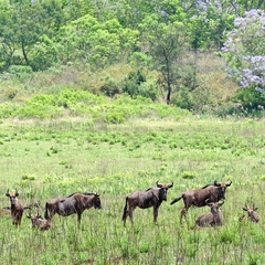 Connochaetes taurinus