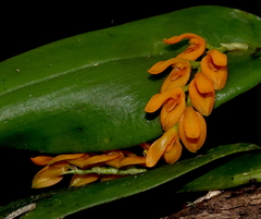 Acianthera