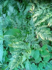 Anthriscus sylvestris