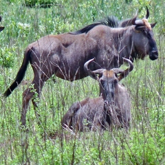 Connochaetes taurinus