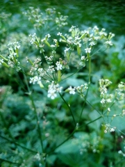Anthriscus sylvestris