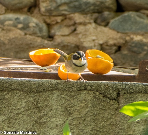Moss-backed Sparrow (Arremon dorbignii), photo 3