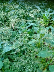 Anthriscus sylvestris