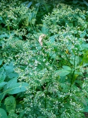 Anthriscus sylvestris