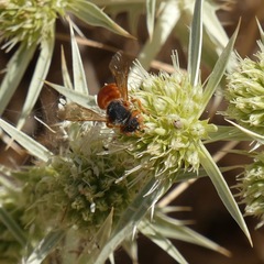 Icteranthidium ferrugineum