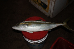 Seriola lalandi
