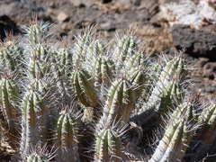Euphorbia handiensis