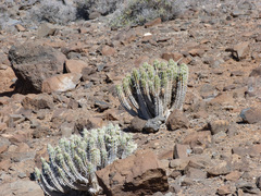 Euphorbia handiensis