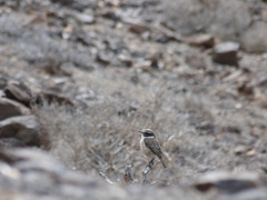 Saxicola dacotiae