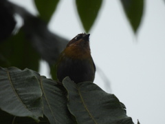 Chlorospingus flavopectus