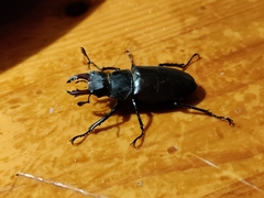 Lucanus tetraodon