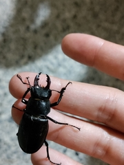 Lucanus tetraodon