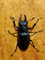 Lucanus tetraodon