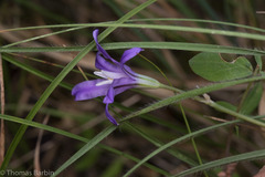 Brodiaea rosea rosea