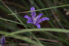 Brodiaea rosea rosea