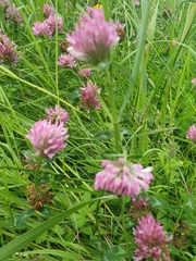 Trifolium pratense