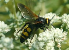 Scolia fuciformis
