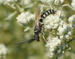 Meria tripunctata