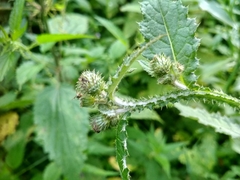 Carduus crispus