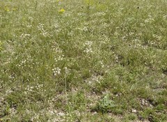 Pimpinella titanophila