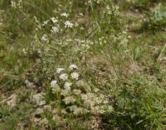 Pimpinella titanophila