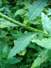 Carduus crispus