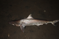 Pacific Smalltail Shark photo 3