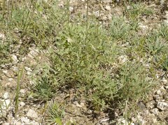 Pimpinella titanophila