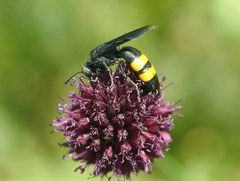 Stizoides tridentatus