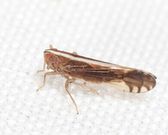 Stenocranus lautus