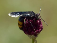 Stizoides tridentatus