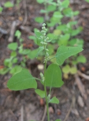 Chenopodium fremontii