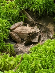 Lithobates sylvaticus image