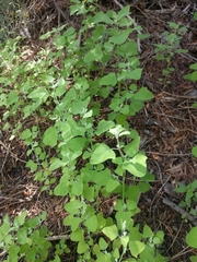 Chenopodium fremontii
