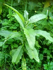 Cirsium arvense